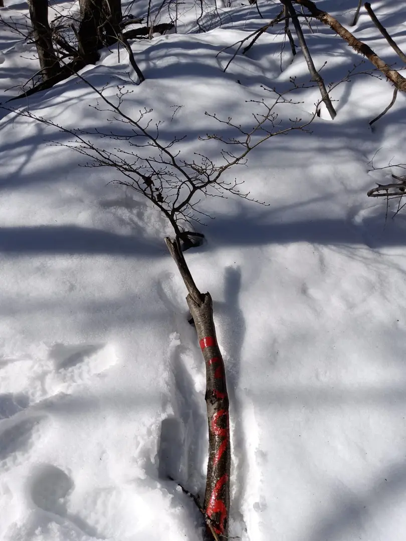 Arbol volteado